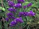 زنبوری